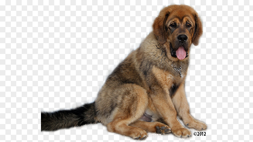 Dog Breed Leonberger Tibetan Mastiff English Spaniel PNG