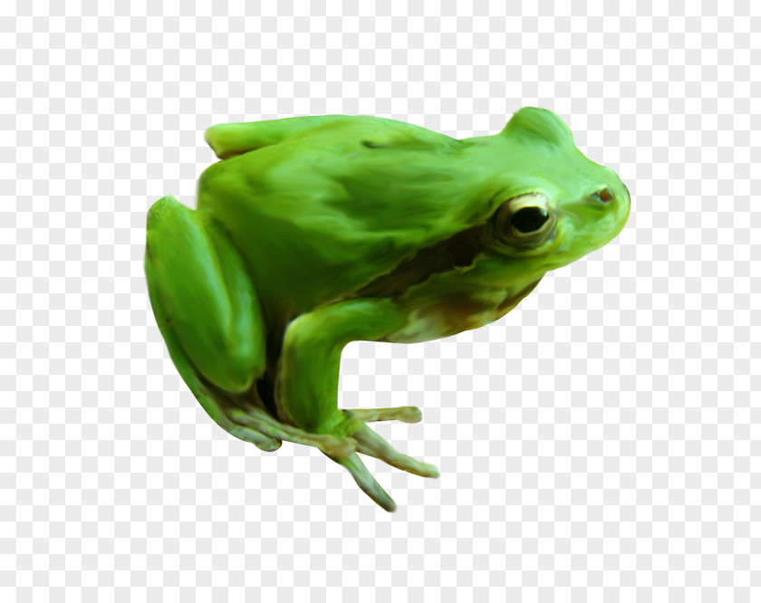 Frog American Bullfrog True Image PNG