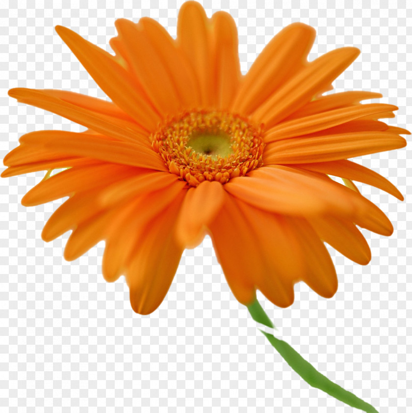 Gerbera Transvaal Daisy Desktop Wallpaper Orange Flower Common PNG