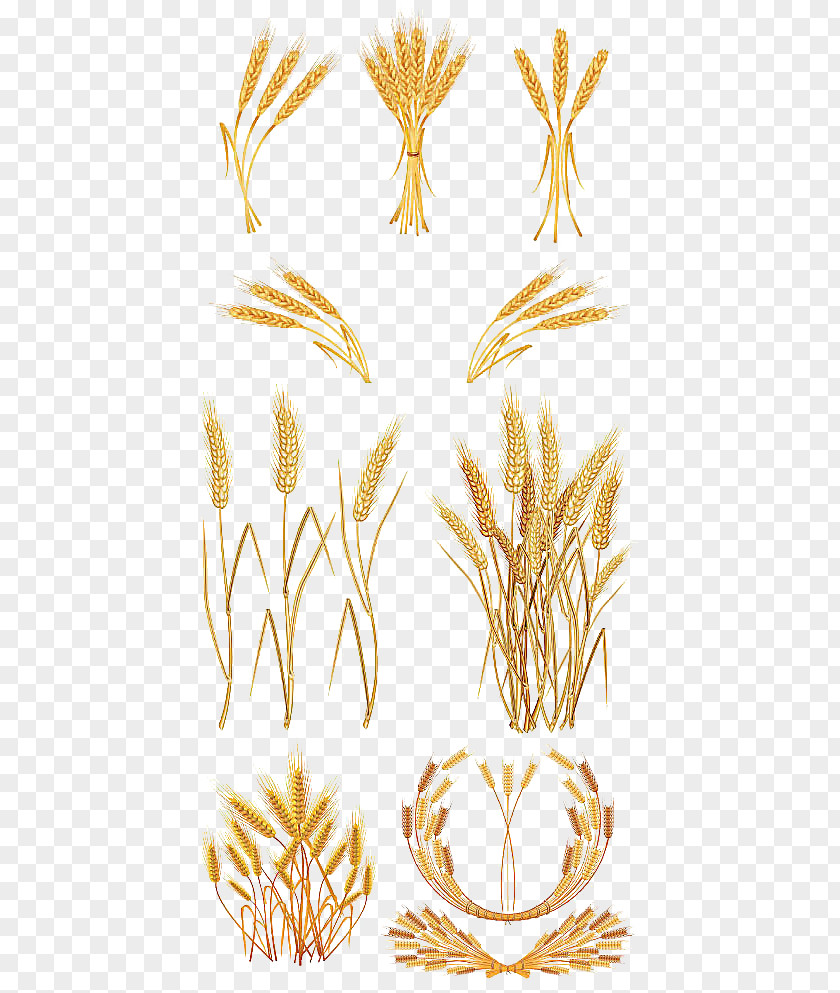 Golden Wheat Vector Material Gold Clip Art PNG