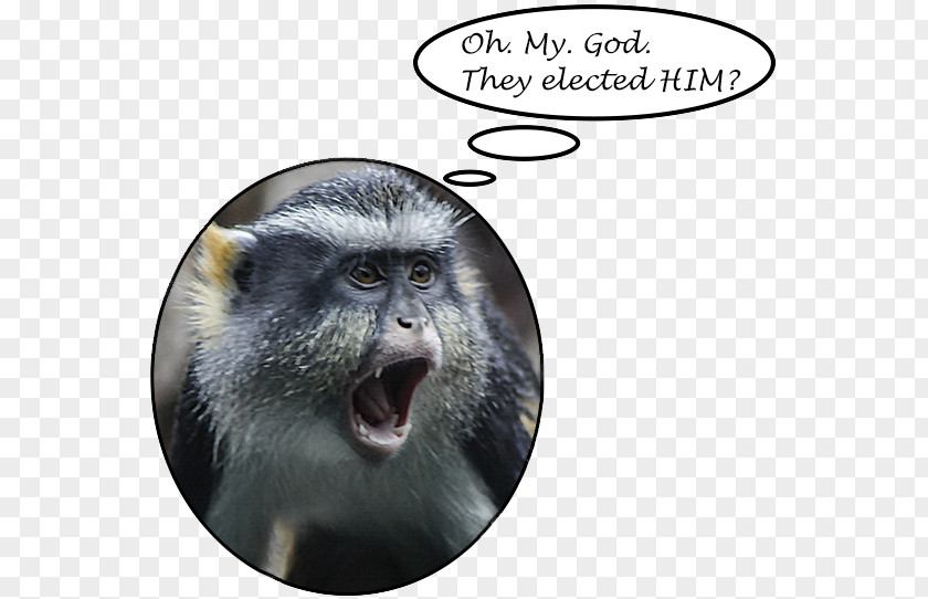 Oh My God Macaque Fauna Snout PNG