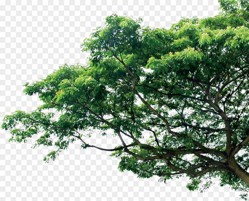 Tree Branch Pine Template PNG