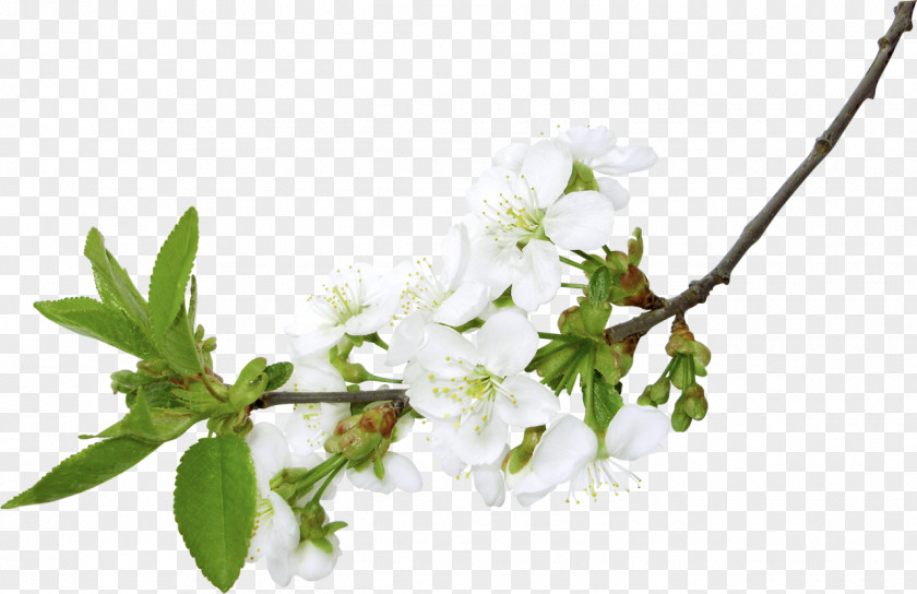 Almond Branch Flower Clip Art PNG