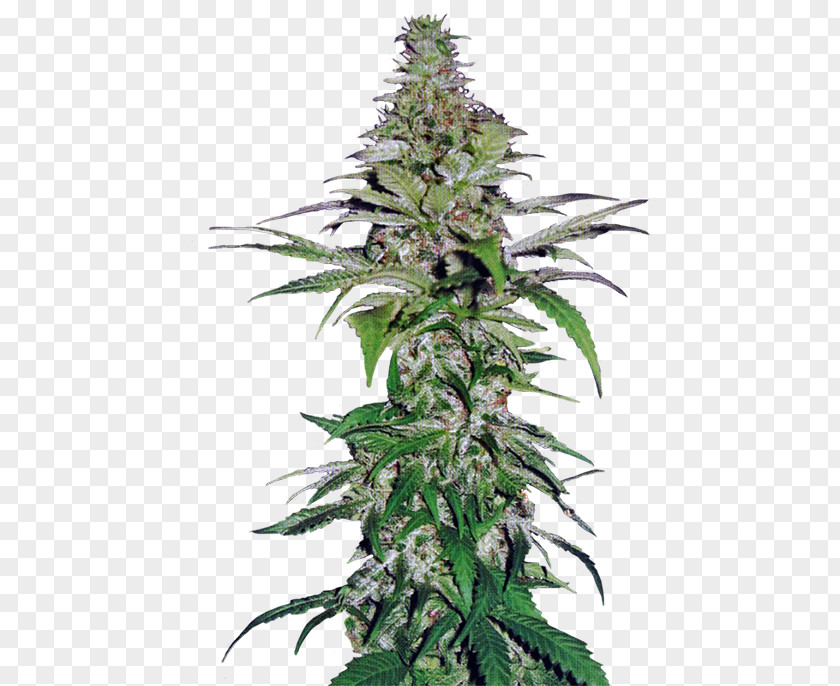 Cannabis Cultivation Hemp Seed Cultivar PNG