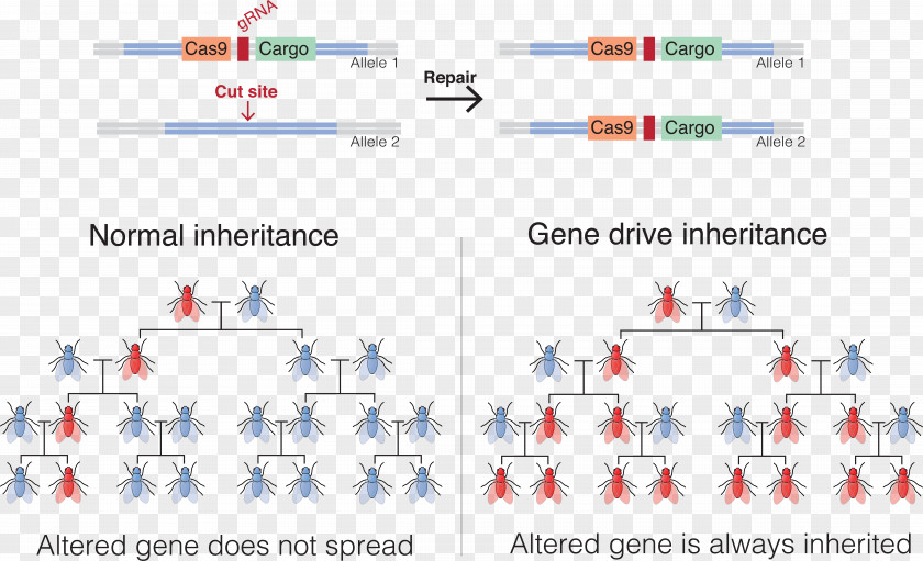 Gene Drive Genetics CRISPR Genetic Engineering PNG