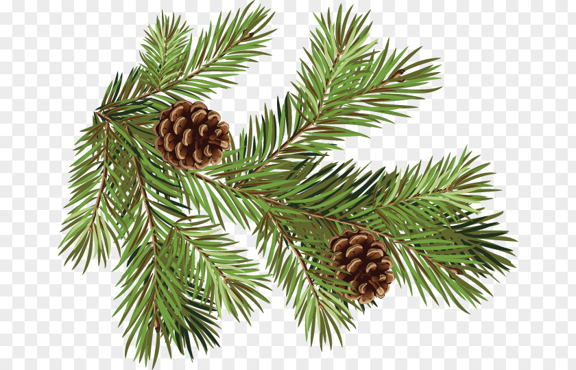 Hand-painted Pine Cones Pattern Fir Conifer Cone Spruce Branch PNG