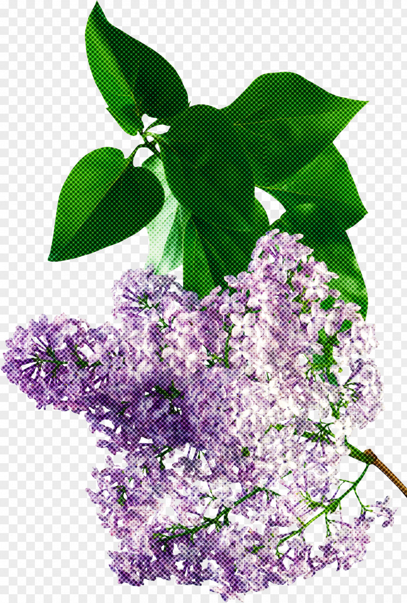 Lavender PNG