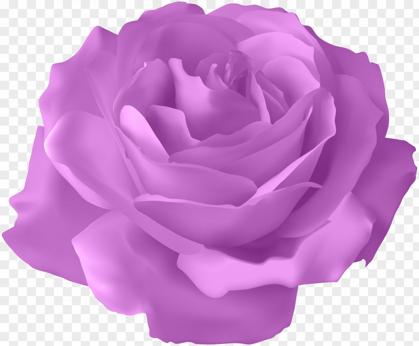 Purple Rose Transparent Clip Art Image Blue Flower PNG