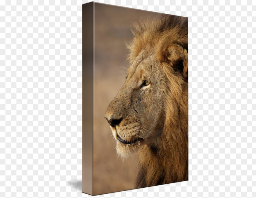 Side Profile East African Lion Cat Portrait Photography Wildlife PNG