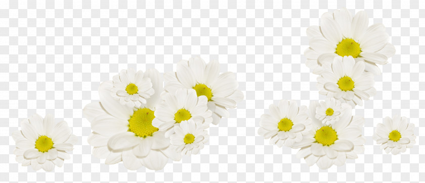 White Chrysanthemum Flower Fleur Blanche PNG