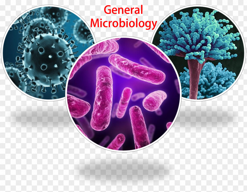 Cairo General Microbiology Microbial Genetics Microorganism Pharmaceutical PNG