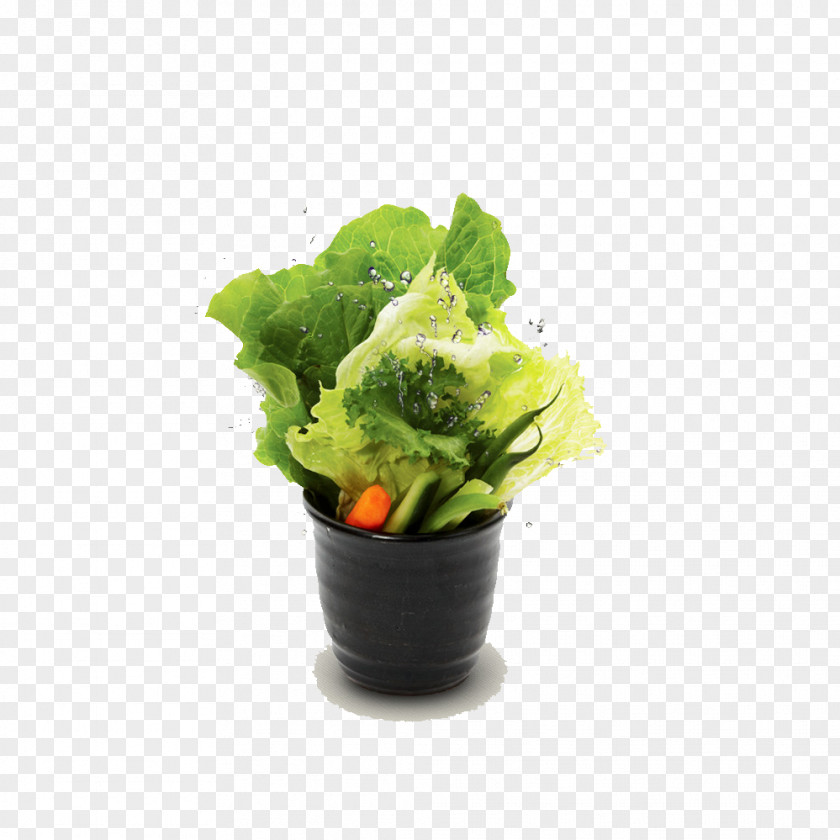 Chinese Cabbage Korean Cuisine Lettuce Vegetable Food PNG