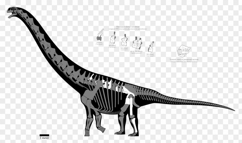Dinosaur Argentinosaurus Puertasaurus Patagotitan Spinosaurus Amphicoelias PNG
