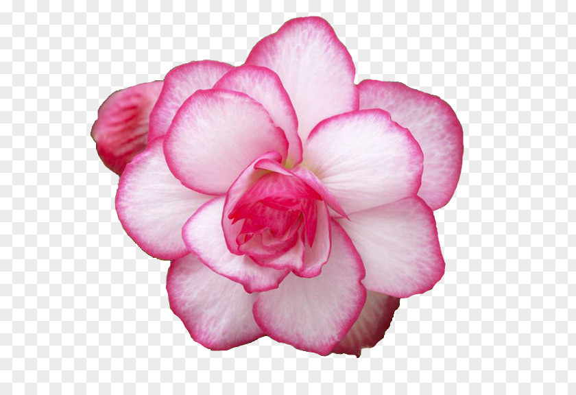 Flower Cut Flowers Rose Plant Begonia PNG