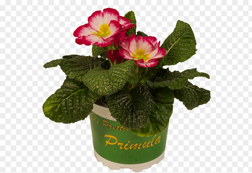 Red Pot Primrose Flowerpot Cut Flowers Magenta Potplantenkwekerij Nico Van Os PNG