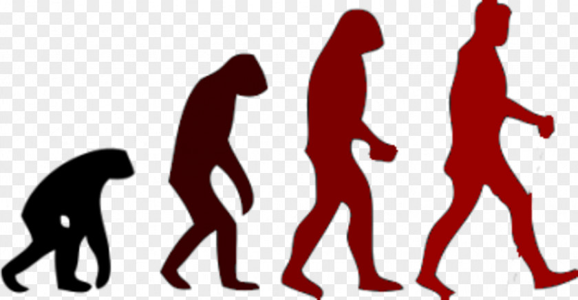 Right Brain Tendencies March Of Progress Human Evolution Neanderthal PNG