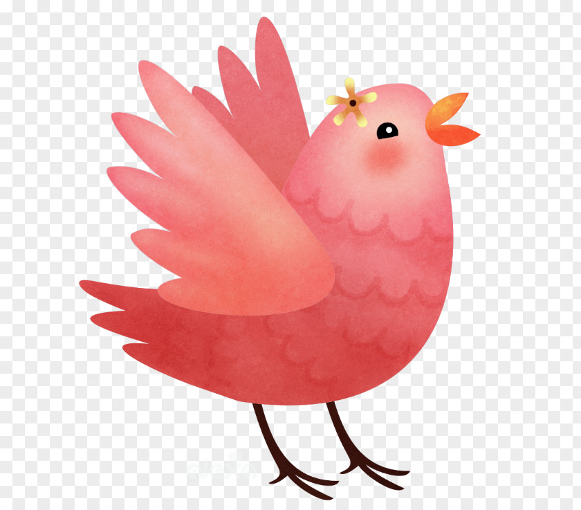 Bird Pink Chicken Phasianidae Rooster Beak PNG