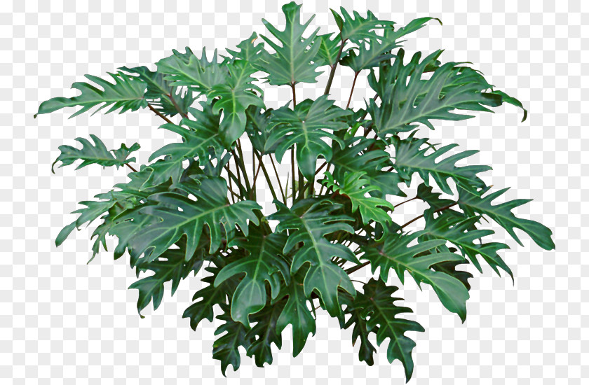 Flower Tropical Philodendron Xanadu Bipinnatifidum Houseplant Ornamental Plant Syngonium PNG