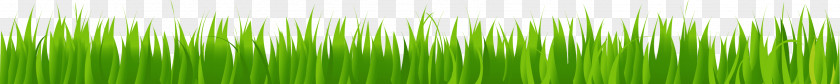 Grass Wheatgrass Green Energy Plant Stem Wallpaper PNG