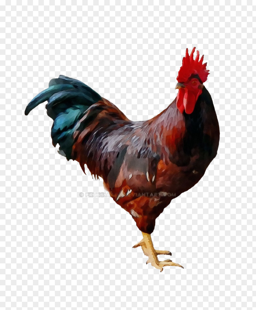 Livestock Poultry Chicken Bird Rooster Fowl Comb PNG