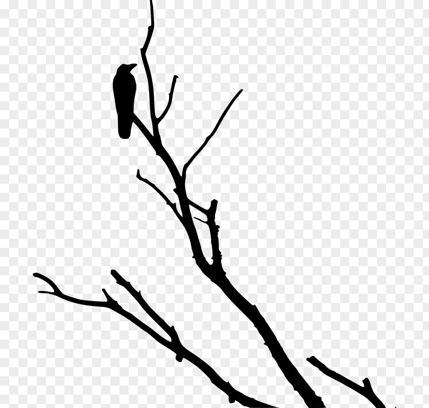 Love Tree American Crow Rook Bird PNG