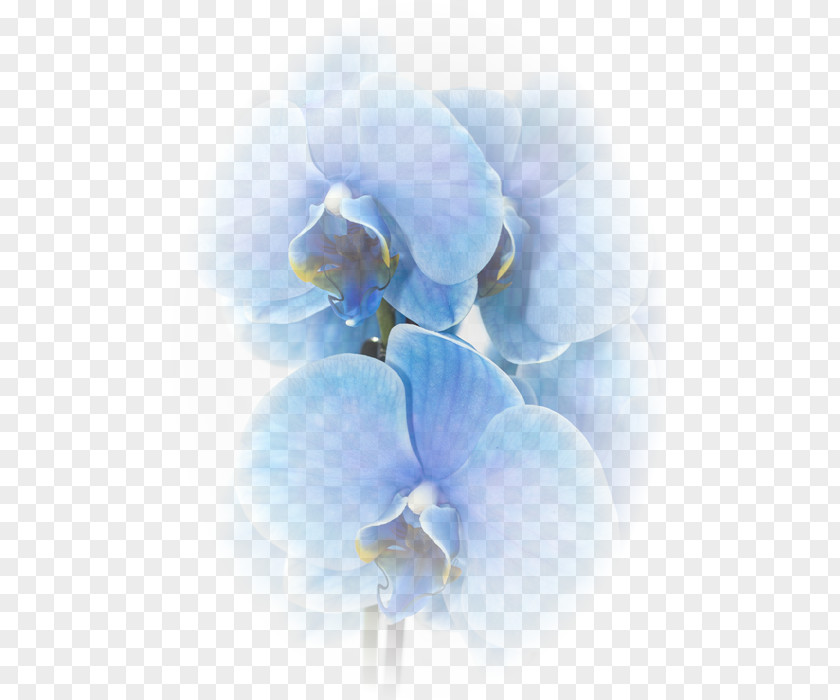 Orchids Moth Blue Flower Color PNG