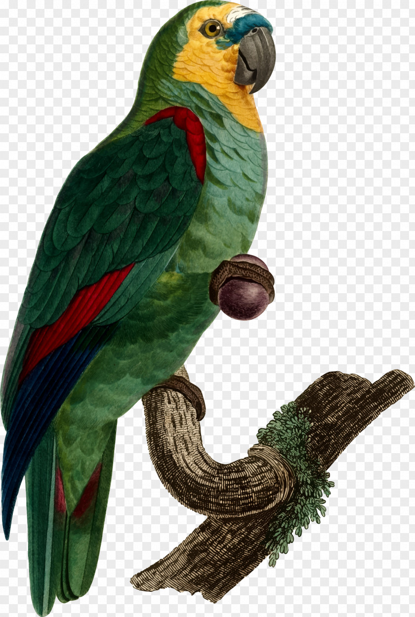 Parrot Bird T-shirt Budgerigar True Parakeet PNG