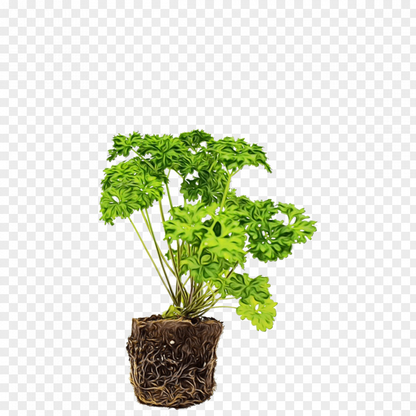 Vascular Plant Geranium Family Tree Background PNG