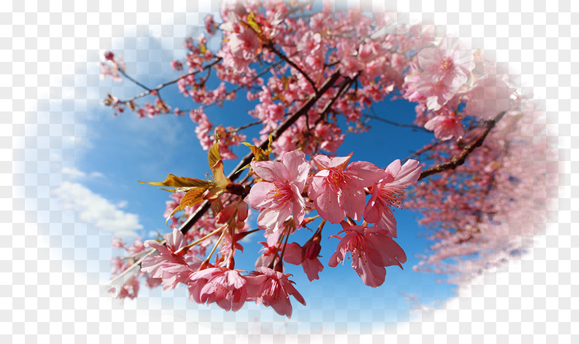 Cherry Blossom National Festival Desktop Wallpaper PNG