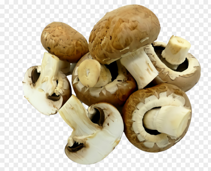 Edible Mushroom Pleurotus Eryngii Champignon Agaricus Agaricaceae Matsutake PNG