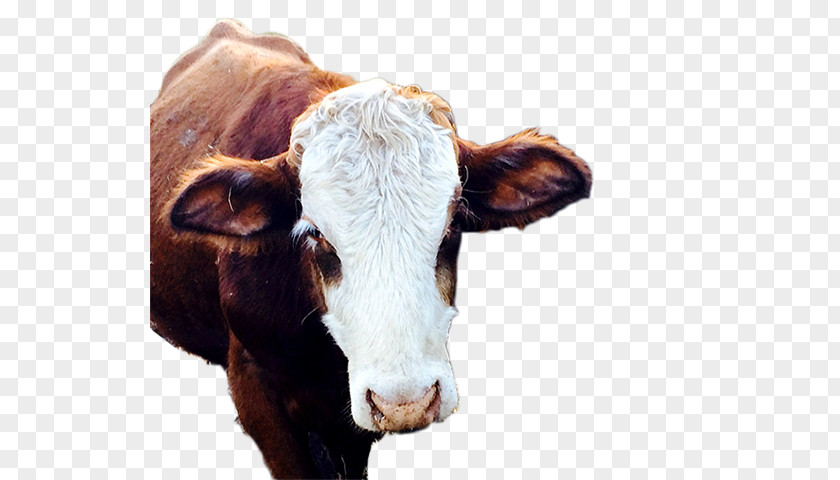 Ferdinand The Bull Dairy Cattle Calf Snout PNG