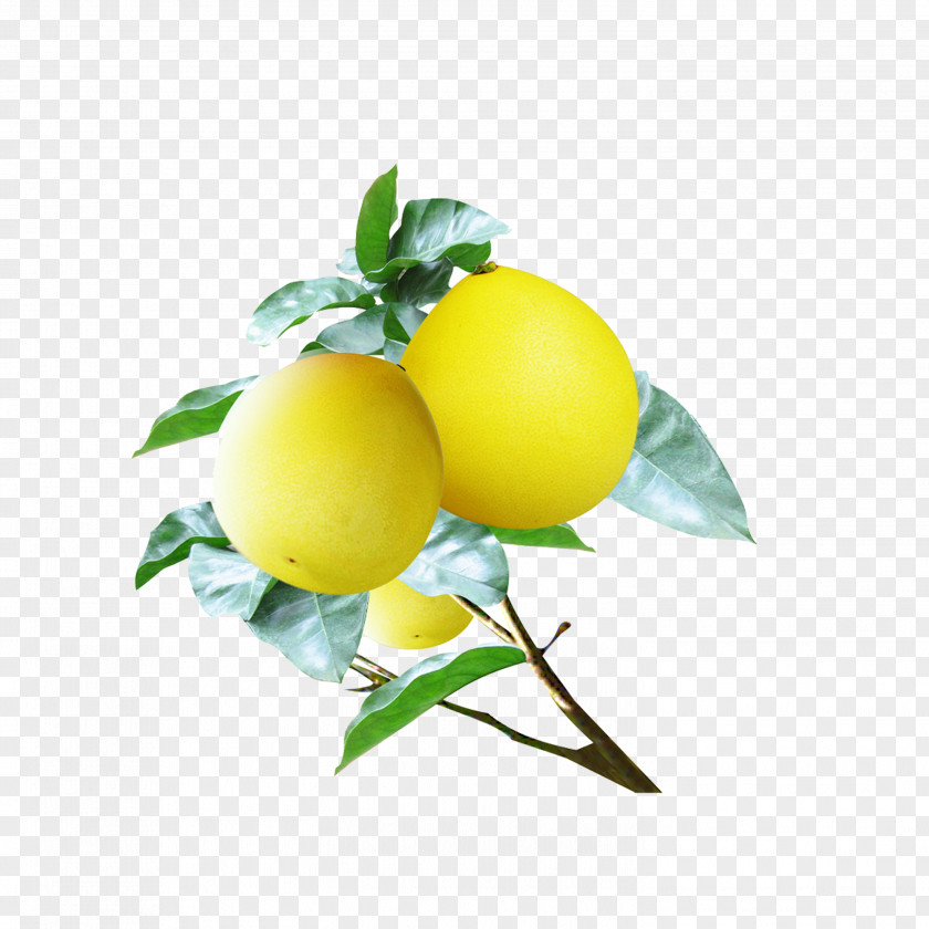 Grapefruit Pomelo Food Lemon PNG
