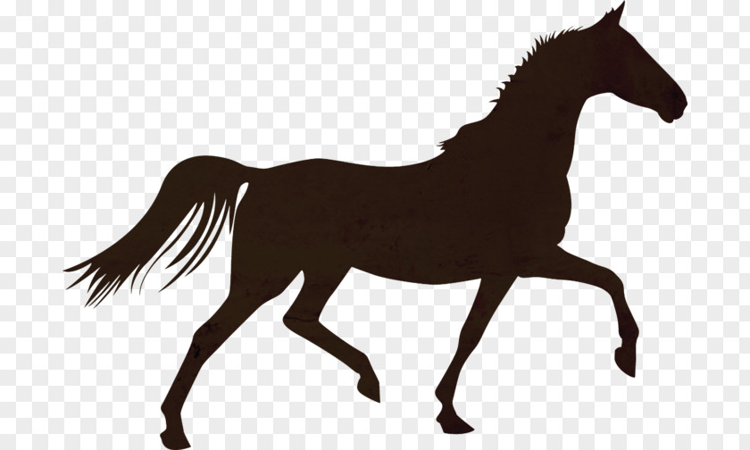 Horse Colt Foal Stallion Mare PNG