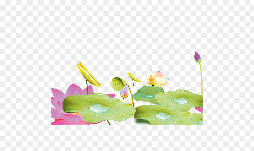 Lotus Petal Floral Design Leaf Yellow PNG