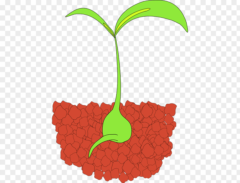 Plant Sprout Seedling Clip Art PNG
