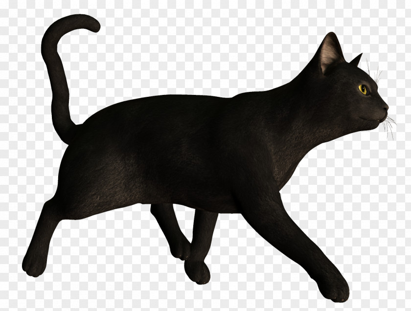 Black Cat Bombay Korat Havana Brown Kitten PNG
