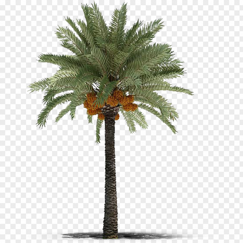 Date Palm Phoenix Canariensis Arecaceae Tree Roystonea Regia PNG