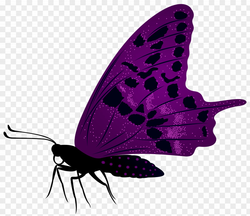 Large Purple Butterfly Clip Art Image PNG