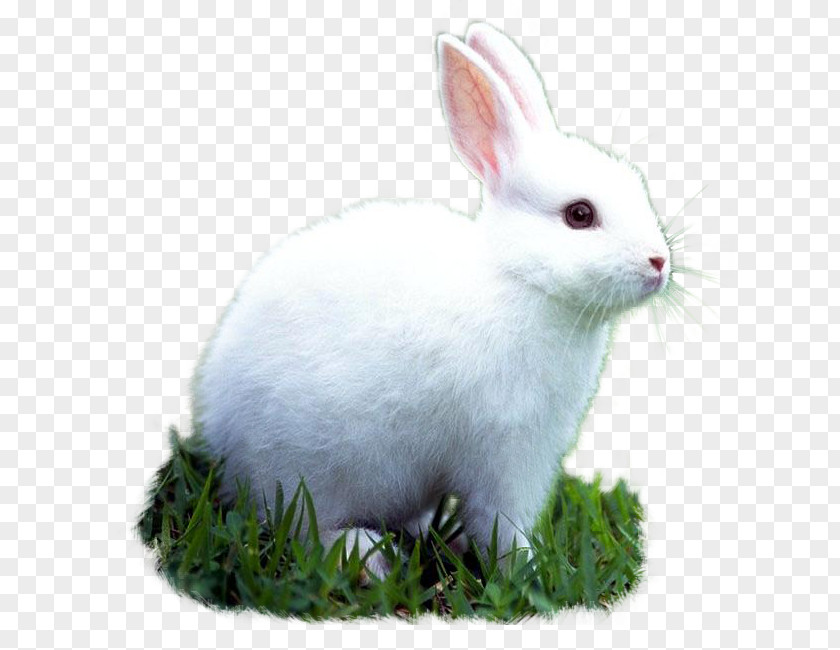 Rabbit Domestic Pet Animal European PNG