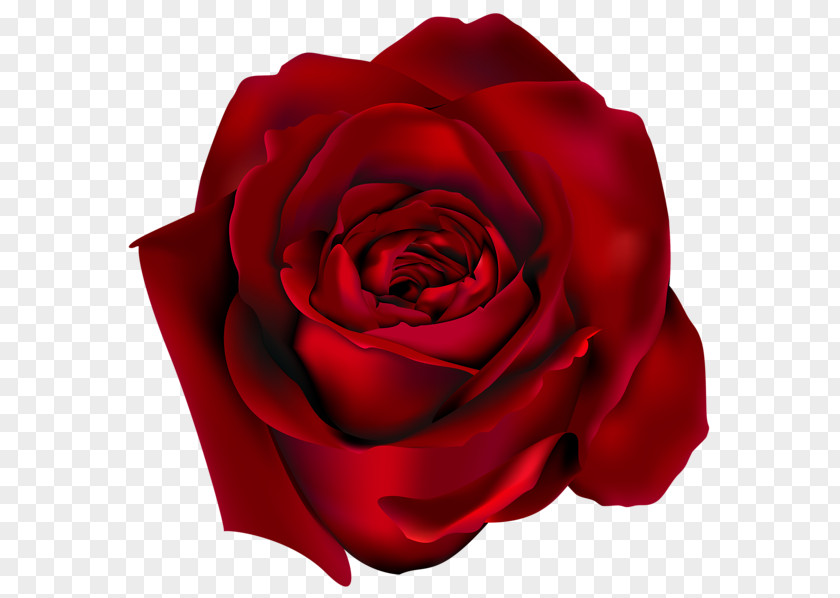 Rose PNG clipart PNG
