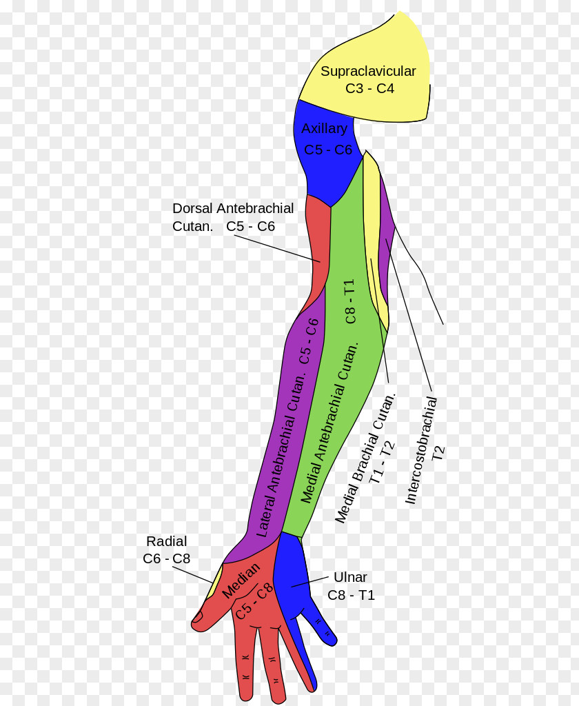 The Upper Arm Gray's Anatomy Median Nerve Ulnar Axillary PNG