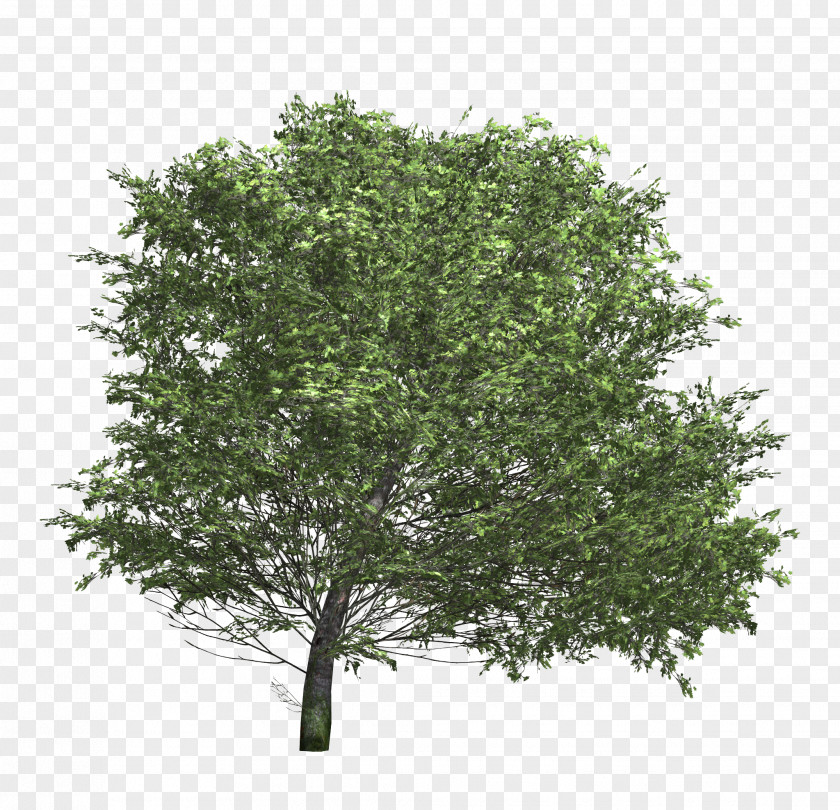 Bushes Tree Texture Mapping Shrub 3D Modeling PNG