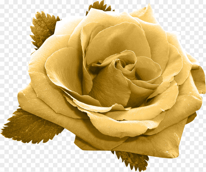 Rose Garden Roses Flower Gold PNG