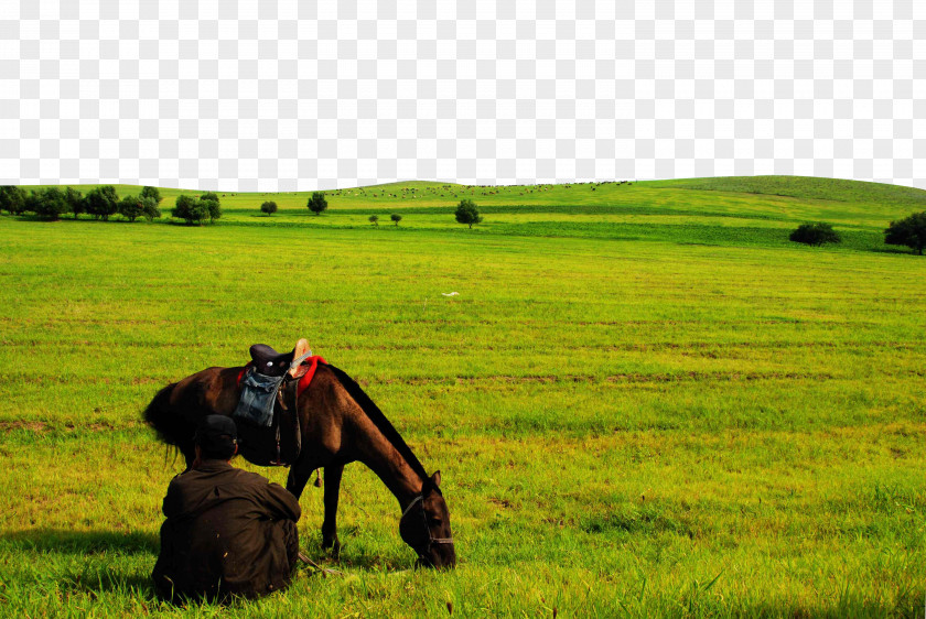 The Horse On Prairie Temperate Grasslands, Savannas, And Shrublands Ranch PNG
