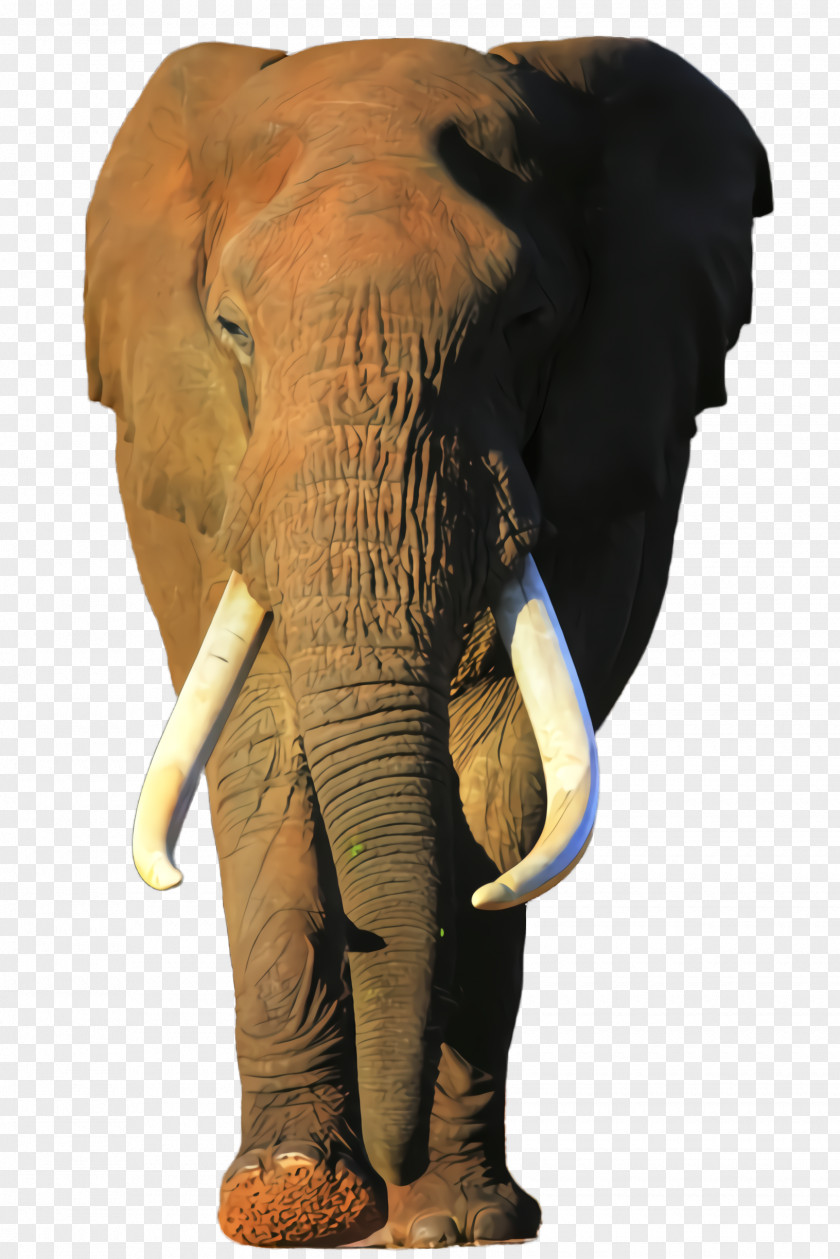 Tusk Working Animal Indian Elephant PNG