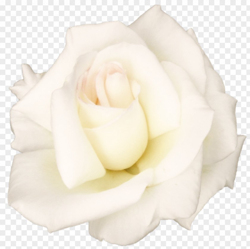 White Rose Transparent Image Garden Roses Centifolia Petal Cut Flowers PNG