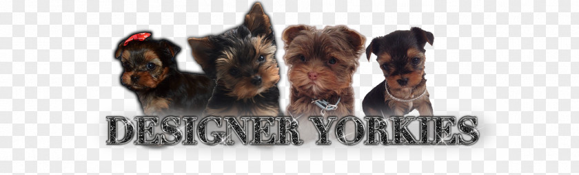 Yorkie Yorkshire Terrier Puppy American Kennel Club Breed PNG