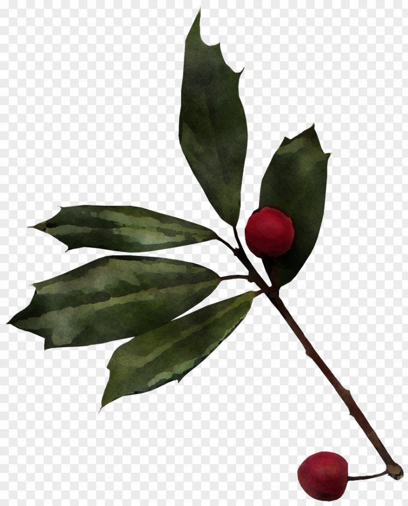 Christmas Holly Ilex PNG