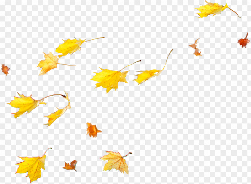 Falling Leaves Petal Maple Leaf PNG