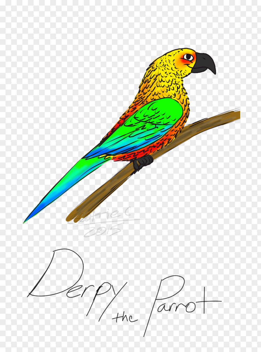 Feather Macaw Parakeet Clip Art Beak PNG